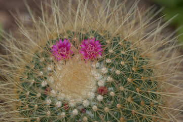 cactus with flower