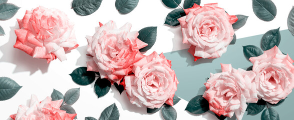 Pink roses with green leaves overhead view - flat lay