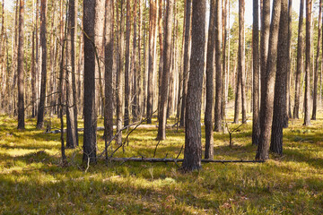 sosny  © Marcin Łazarczyk