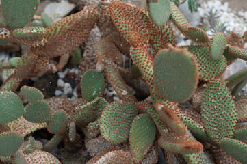 Opuntia rufida or (bunny ears cactus)