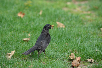 blackbird in garden