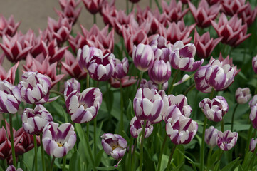 pink and white tulips