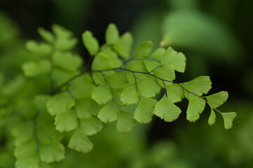 Fototapeta na wymiar close up of green leaves (fern)