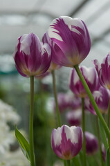 purple tulips touching