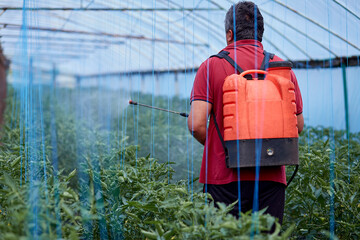 Man spraying young tomatoes in the greenhouse. Spring works.