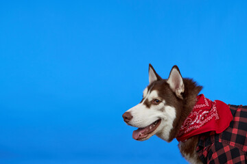 Cute smiling Siberian Husky dog in red bandana, isolated on blue background with copy space. Dog...