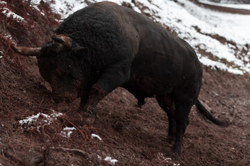 A big black bull stabs its horns into the snowy ground and trains to fight in the arena. The...