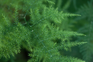 Asparagus setaceus or asparagus fern