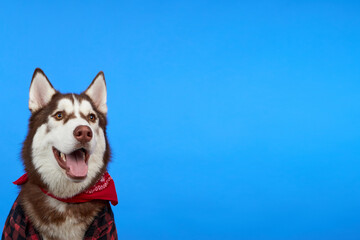Cute smiling Siberian Husky dog in red bandana, isolated on blue background with copy space. Dog with protruding tongue in cowboy outfit looking up.