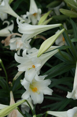 fading Easter lilies 