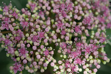 close up of pink flowers (interior of hydrangea blossom)