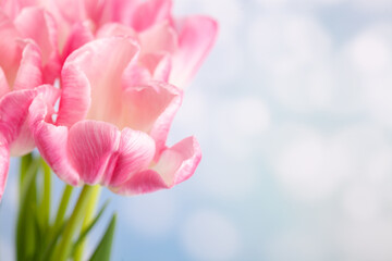 Pink tulips on a blue background. Bouquet of spring flowers. Greeting card for Valentine's day, mother's day, international women's day.