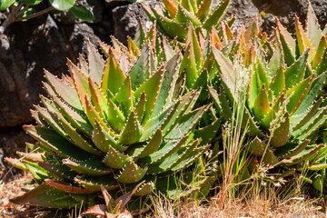 Fototapeta premium Aloe brevifolia
