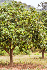 Fototapeta na wymiar Mango trees