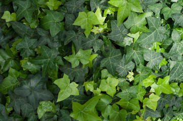 green leaves background (ivy)