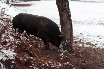 A big black bull stabs its horns into the snowy ground and trains to fight in the arena. The...