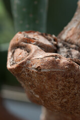 close up of an old cactus branch or trunk