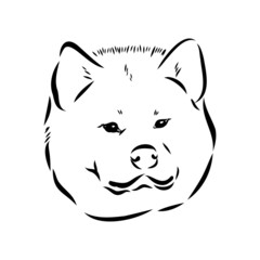 Akita dog face - isolated vector illustration akita inu dog vector