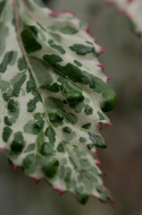 green and white Hypoestes phyllostachya or the polka dot plant