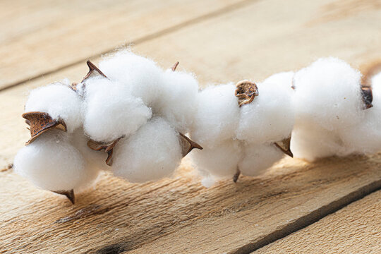 natural dried twig of cotton plant with cottonwool on wooden board