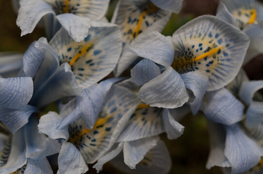 Iris reticulata (netted iris) in low-key light 