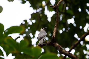 Ashy drongo