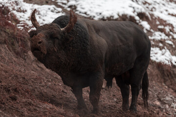 A big black bull stabs its horns into the snowy ground and trains to fight in the arena. The...