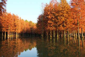 Taxodium forest and reflection in lake water in autumn. 