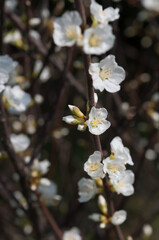 white blossoms on a twig in spring