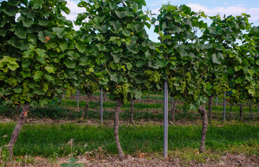 Fototapeta na wymiar Vineyards near Bodenheim, Rheinland Pfalz, Germany Summer morning. Wine region. 