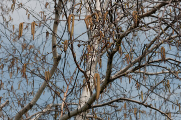 catkins dangling from branches of a birch tree