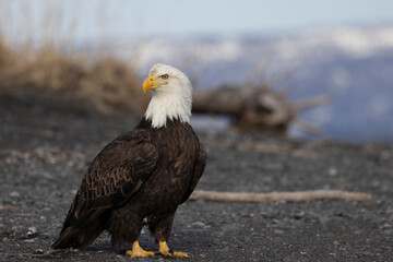 American bald eagle (Haliaeetus leucocephalus) in the Kachemak Bay area of the Kenia Peninsula Alaska USA 