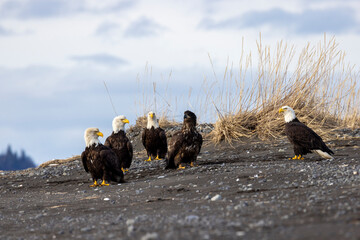 American bald eagle (Haliaeetus leucocephalus) in the Kachemak Bay area of the Kenia Peninsula Alaska USA 