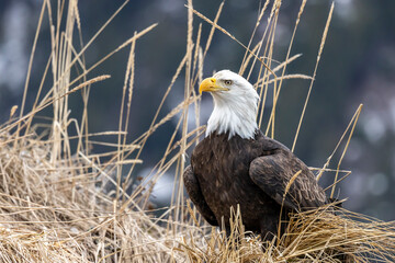 American bald eagle (Haliaeetus leucocephalus) in the Kachemak Bay area of the Kenia Peninsula...