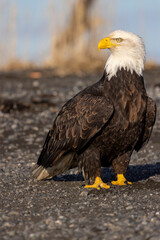 American bald eagle (Haliaeetus leucocephalus) in the Kachemak Bay area of the Kenia Peninsula Alaska USA 