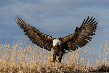 American bald eagle (Haliaeetus leucocephalus) in the Kachemak Bay area of the Kenia Peninsula Alaska USA 