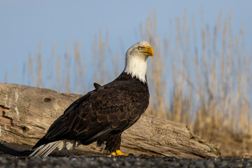 American bald eagle (Haliaeetus leucocephalus) in the Kachemak Bay area of the Kenia Peninsula Alaska USA 