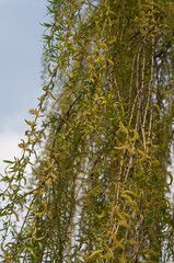 catkins on a willow tree