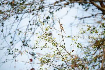 Ashy minivet