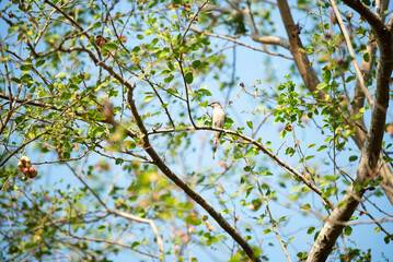 Ashy minivet