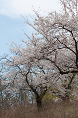 flowering tree (Prunus) and grass with blue sky