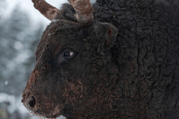 Close-up image of the Big Black Bull in the snow training to fight in the arena. The concept of...