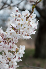 Obraz premium branch with blossoms, background with tree shapes