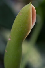 close up of an elephant ear or ape flower (closed) - Xanthosoma sagittifolium
