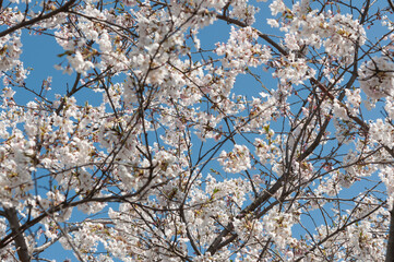 cherry blossom background (blue sky)