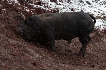 A big black bull stabs its horns into the snowy ground and trains to fight in the arena. The...