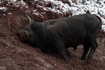 A big black bull stabs its horns into the snowy ground and trains to fight in the arena. The concept of bullfighting. Selective focus 