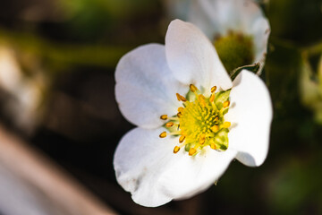 Strawberry blossom in a flowerpot