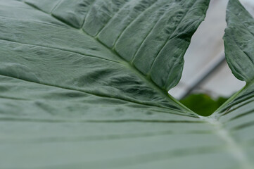 close up of green leaf