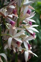 swamp orchid or Phaius tancarvilleae (?) at the local conservatory